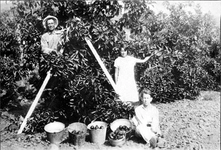 1920s photograph of a La Habra Heights grower on a ladder with children and four buckets of harvested avocados