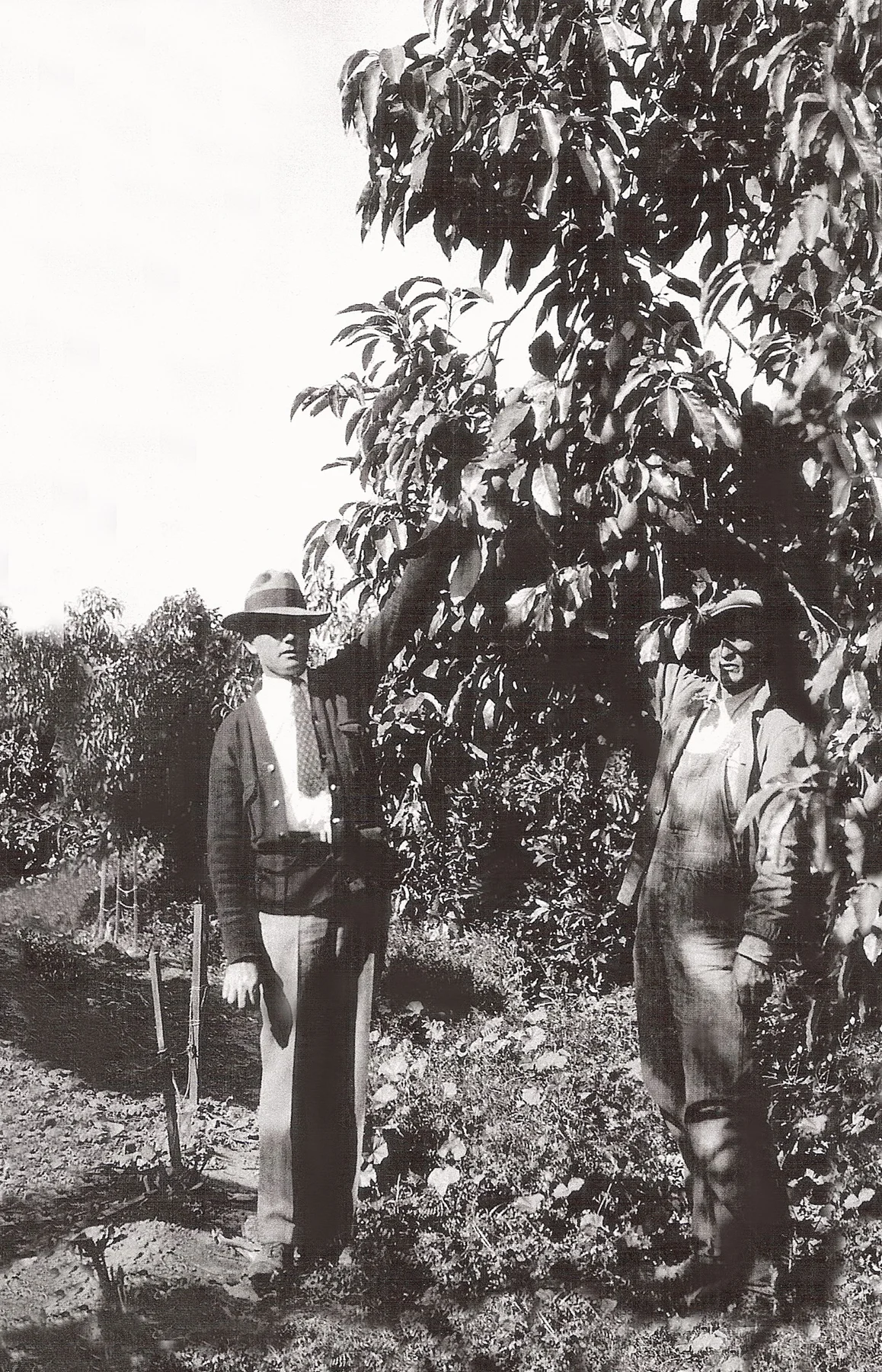 Photograph of Edwin G. Hart standing in a La Habra Heights avocado grove in 1928